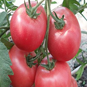 XHthpLXmKvV8Q3m0Rp2dzSXt64uQfEg5300_300-1