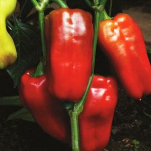 XbE3PYkBjVtanujXzeMf5DuS8nOU0JID300_300-1