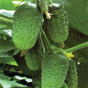 XedV8o7hVc0guSiUjNuAiH746Mu5qMRK300_300-1