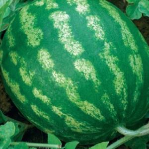 Xgmtvmv2GgwpRRi4E5Kj3nN8bKTxzvJo300_300-1