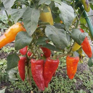 XqTYfxZ95dLsnre0ir4gfuOLa9yKgdvX300_300-1