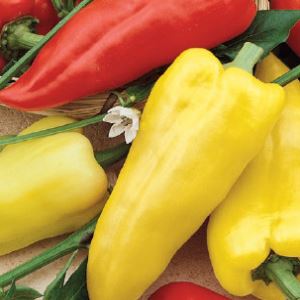 Y4lpnLMtHbKHfzqLMTWieWdnvkVFGdDc300_300-1