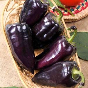 YECzsyNH1xm02bXany9Brump8HiEmjDV300_300-1