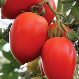 YEZfm5pSFGh8DB2avQWXzWUJBIIU2QZY300_300-1