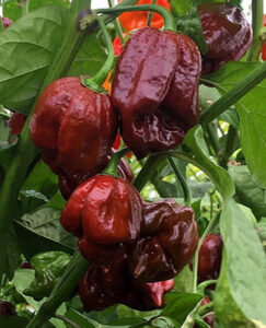 YThNG69kQIBOLBfxfu2o6fDd0fnuKIjd