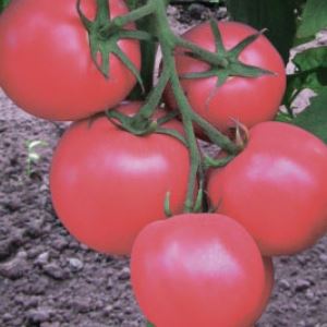 YfwF9UIQ19DmSc3ek3Qi2Vv8XZJuURgm300_300-1