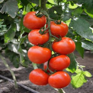 Ypwmrba46nwKJKnlXU7CAhd1n11hZu5b300_300-1