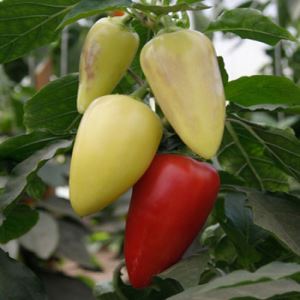 Z1ztjCA4lAV9OoWjrR2Lr8MDSQH8tFjX300_300-1