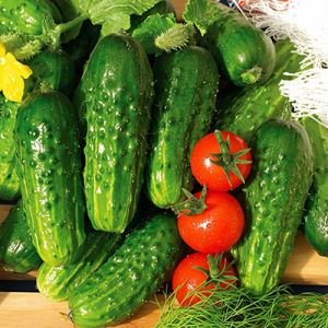 Z8qonfcYSoq1bUjP1wBC5XJjDYLYcHwC300_300-1