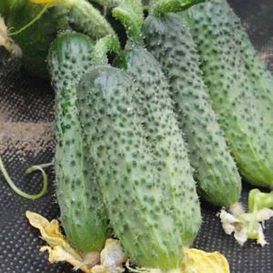 ZAEvlfwaGFLMxsvL6gi4MG6a00L7CpSk300_300-1