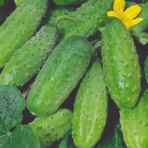 ZGVSt3THn5RSD9Y9QFBfjEeqxZthbjDG300_300-1