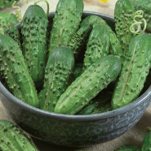 ZVQC8JTuxExl8eNaVYd2t5yoymWT7Y3q300_300-1