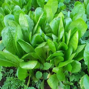 ZmDR1725IuTD5nInb4M5WhkSCHq8L1Rq300_300-1