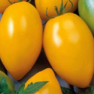 a0HLOz3GZ4uoQpjfbkcrZLQgwOlO1grS300_300-1