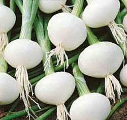 aMoBFVlrOcu8TQqKfr8ACCieQ4CeimiJ