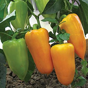 aRyogfxIzkxkfsRKPx5QzFBaaVWS4xpw300_300-1