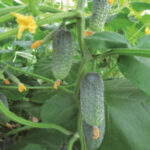 Огурец Ажур F1 (0,2 гр.) (Лучшая цена)