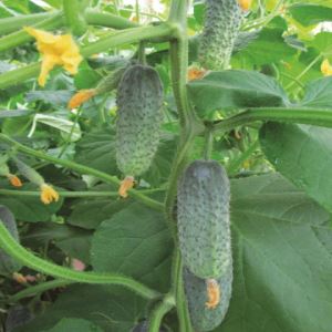 aSwjzpejjyMcXznKcmbJTKkPmSXV2NaD300_300-1