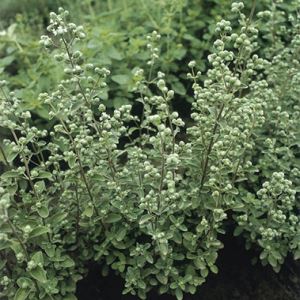 aUJocCkGerms50sE9KCKxb14xZCzeoOJ300_300-1