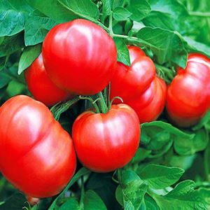 aXAYiL3Q3QwvOfGGJNzv8kc0MsljquzP300_300-1