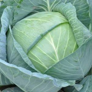 aZA7KNzKFyPazsyXldq29M32ThCjhtkA300_300-1