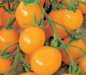 ap3srRCNZaRhyNVHJPKMbR0hQLthxjru