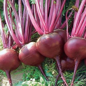 aztfDb7BoruxQa59EPxWMfOpbei1NHg8300_300-1