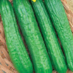 Огурец Шуберт F1 (8 шт.) (Лучшая цена)