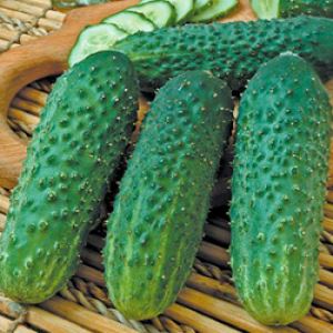 bFjSgv2q1KbDsGfjSO00ebhzliTCLOgs300_300-1