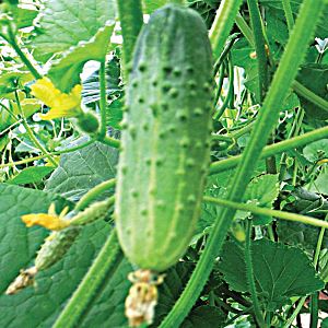 bTePFYTjnOA64kLOWIBdirSrzUn7oVZd300_300-1