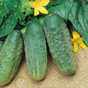 bb1sqoac1FaeBVhcKACkivUDJCgEd6X0300_300-1