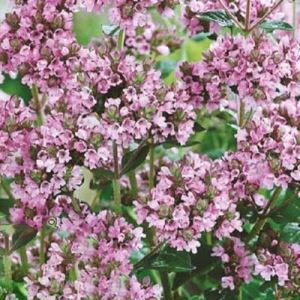 bes4r15y4G67QrKqomUwIDtFwsdza7Uf300_300-1