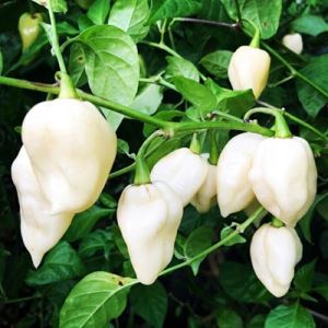 biGvzIQ9jvP9jvj8hKilrSJx7qPIMaVf300_300-1