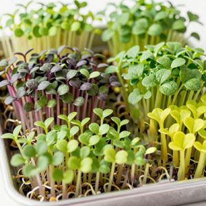 biRYSOel0y8rbNa72POTBPZvLyDTjauL300_300-1