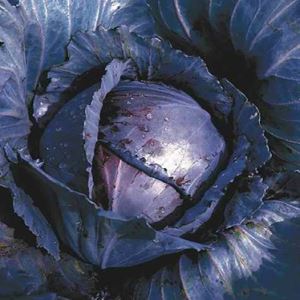 cVtHOxzdm5uceVFCRCWofFmU2wsGgYIA300_300-1