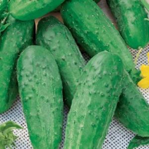 cbgUcLQaPCR5PTgGYwPQGCc7e3ILFYNC300_300-1