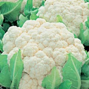 cifEopkyEobwX9whNTYZVMq393DisfNT300_300-1