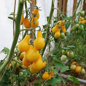 cmZTTnCxJNSebCnHYn5ZV7U9hFQhvDzY300_300-1