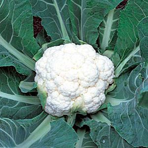 cwO3m5r3AZk5BkmAFncNRbKcOVOGSxBF300_300-1