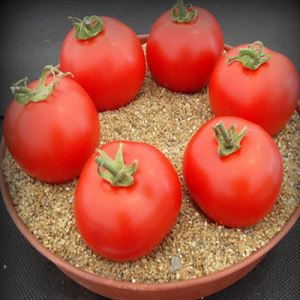 d0g2xctGD8dY8Z51HtCO1GabrzT7TyOz300_300-1