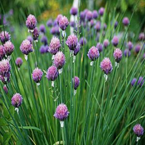 d9ZXlmH9kN4wCcVJQxuqjhBxtasz6ltP300_300-1