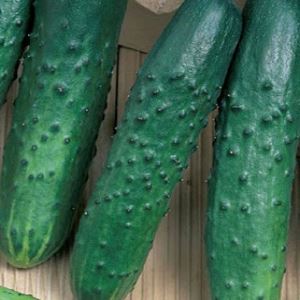 dAFm6KhmRnqeR0VNNsR6frImZrWiT5FT300_300-1