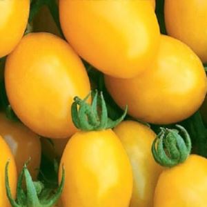 dcZ2oDo6sRTHr9BaxZ8LLFxEWZ1Uyplm300_300-1