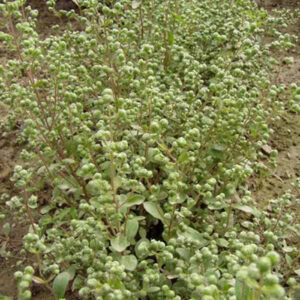 dctIlHpnobKcL3SrMNzr0oR5aZgvc9uO