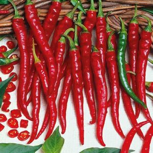 ddyeKTyVjF7BNyp8CIEV7jEvK5Q55XYM300_300-1