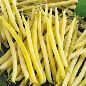 e56yzRB05INHOwYmcJOuJVmphdrf4JoP300_300-1