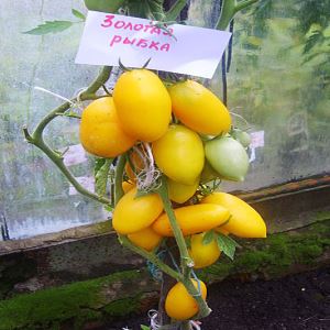 eF8TZgzD6geYSgTafKNlQM7WNltJCweQ300_300-1