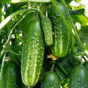 exrqmG4aSXVJ5aX8onCaylQb2d8BKDEJ300_300-1