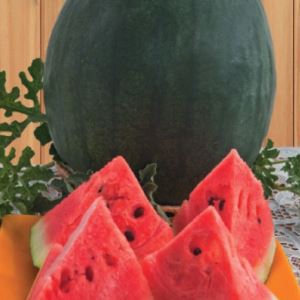 eyJTG8H0E7MfTiGUQFD9nFZtuinA69IB300_300-1