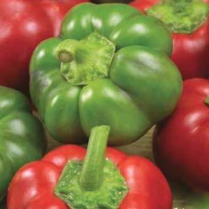 f95vLXOJH2N7pVmlgHQLZIdEHDPtuuZq300_300-1